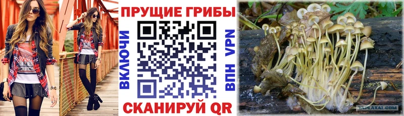 наркота  Казань  OMG ссылки  Галлюциногенные грибы мухоморы 